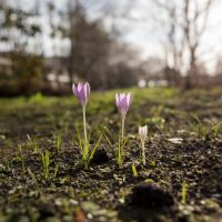 Crocuses in Lyle Park