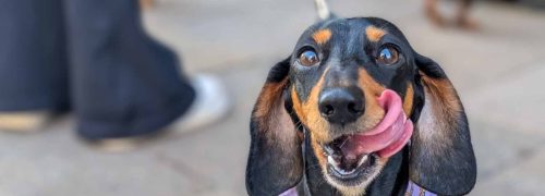 Dog-friendly places in the Royal Docks