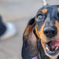 Dog-friendly places in the Royal Docks